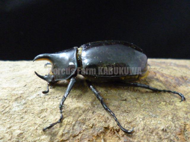 6/27新着☆メキシコ便☆送料無料☆天然☆モロンシロカブト | Dorcusfarm