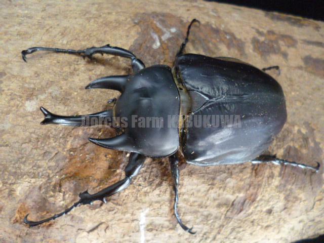 ☆新成虫☆レックスゾウカブト♂109mm♀75mm | Dorcusfarm