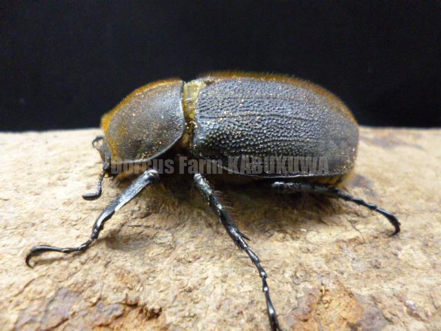 ☆極太極短血統☆超パチセラス☆ヘラクレスヘラクレス☆♂129mm♀62