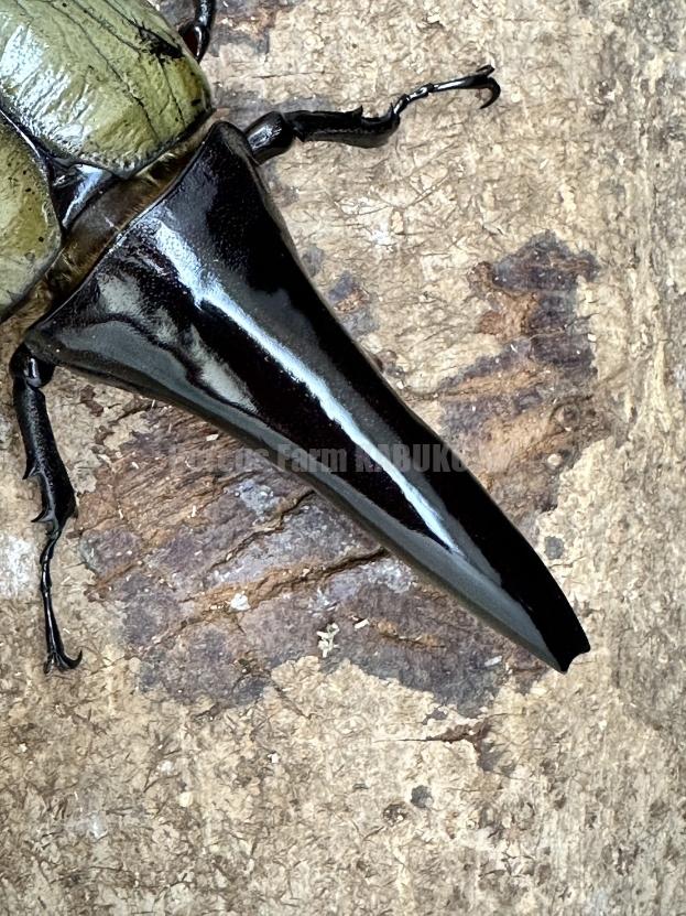 ☆極太極短血統☆超パチセラス☆ヘラクレスヘラクレス☆♂113mm