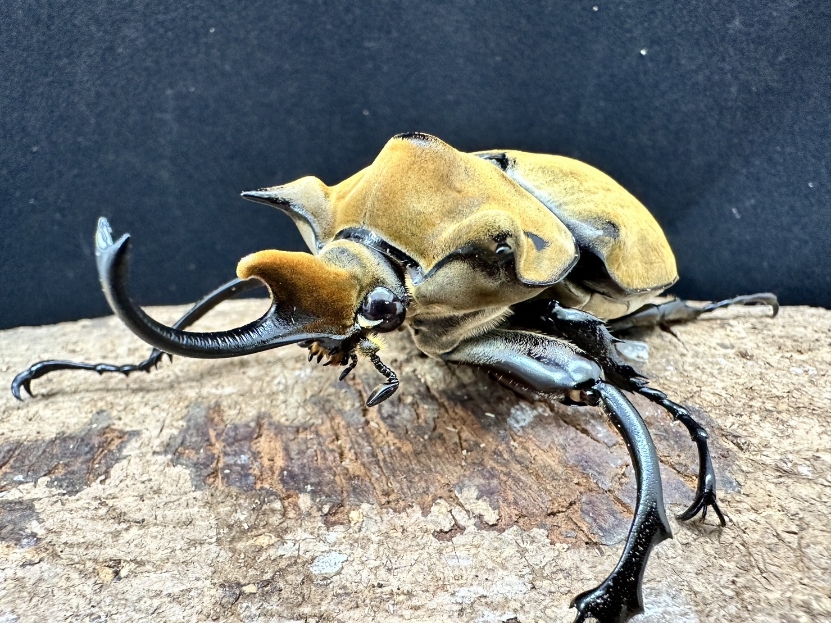 新成虫☆イイジマゾウカブト♂97mm単品 | Dorcusfarm