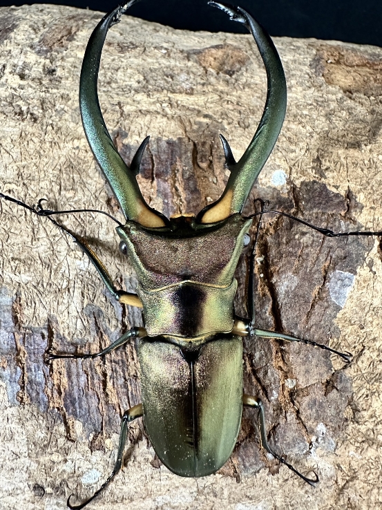 ☆天然☆エラフスホソアカ☆成虫ペア | Dorcusfarm