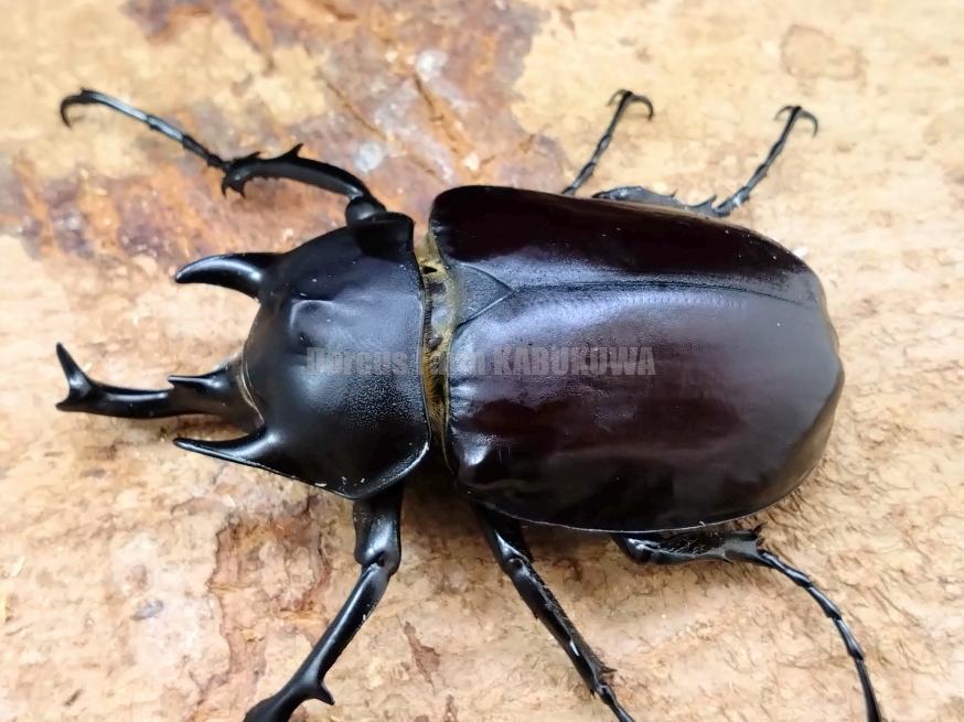 ☆貴重☆フレンチギアナ産☆アクタエオンゾウカブト幼虫 | Dorcusfarm