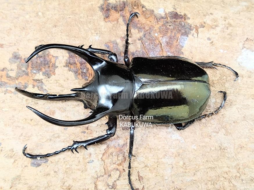 天然からのF1☆マレー産☆コーカサスオオカブト幼虫 | Dorcusfarm