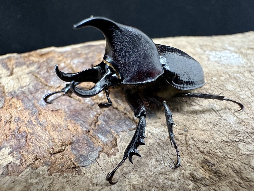 ☆4/10新着☆天然☆黒系☆オオミツノヒナカブト（クルビコルニス