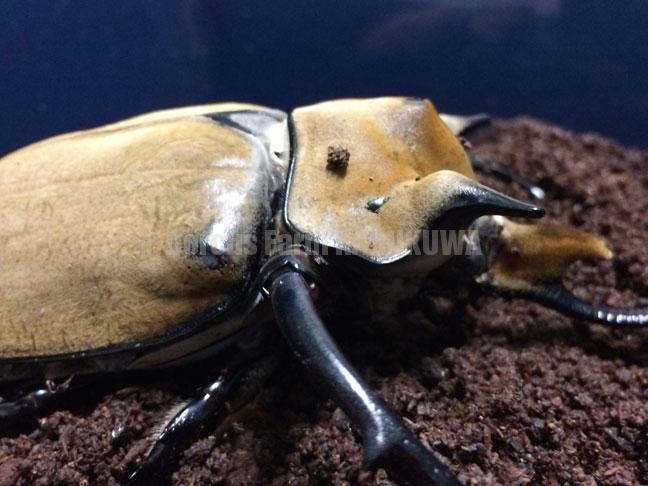 イイジマゾウカブト | Dorcusfarm