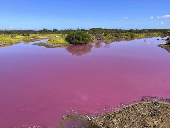 Hawaii wildlife refuge pond mysteriously turns bright pink | AP News