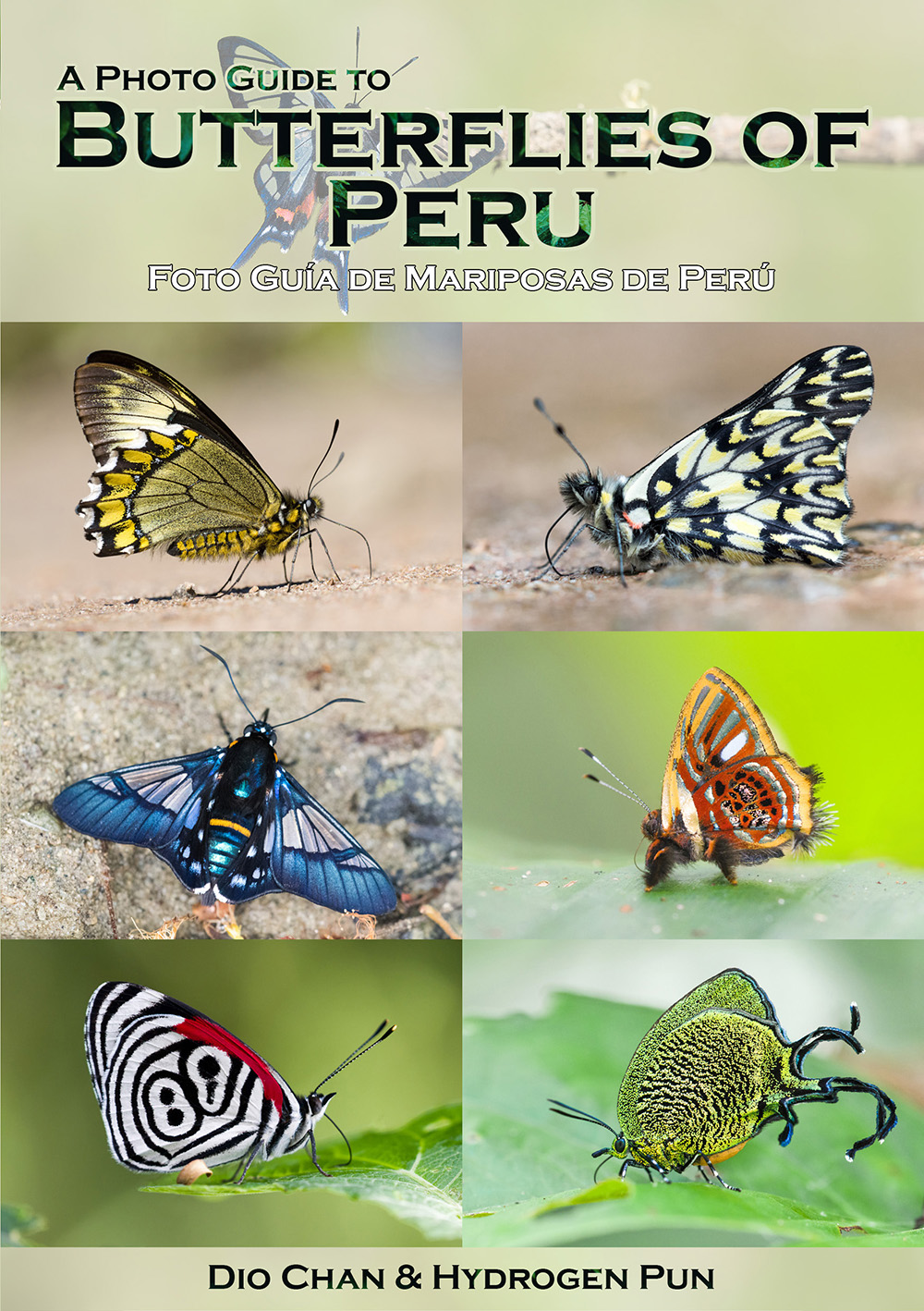 A Photo Guide to Butterflies of Peru - Dio's Butterfly World