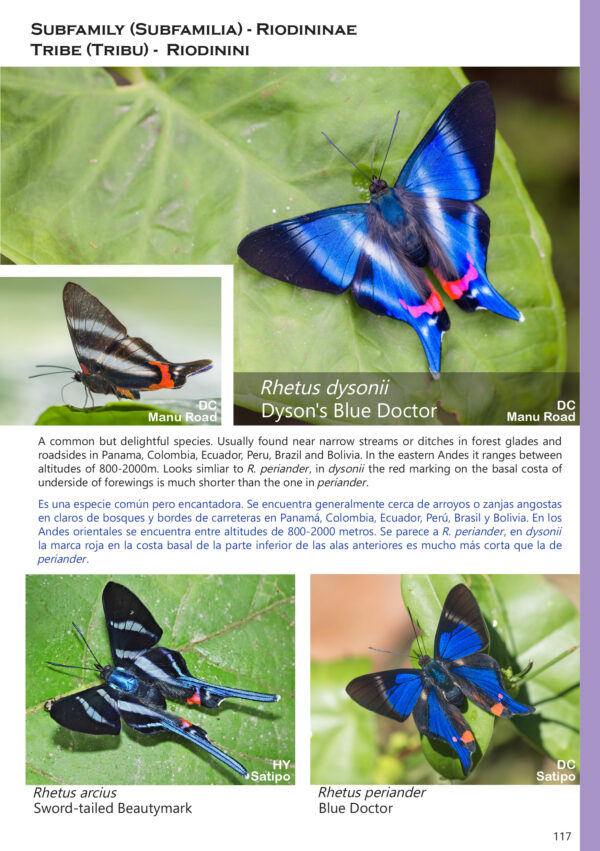 A Photo Guide to Butterflies of Peru - Dio's Butterfly World