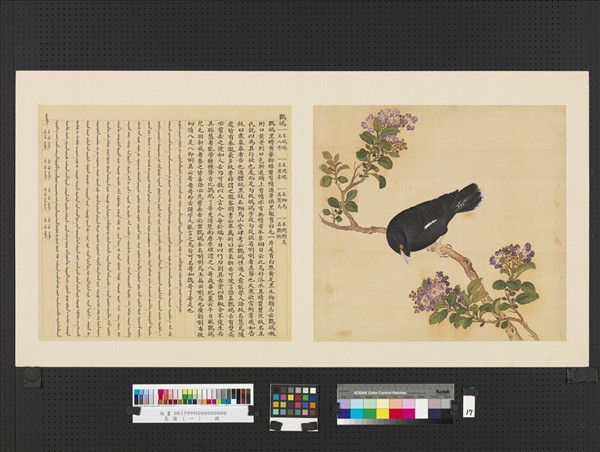 鳥譜（一） 冊鸜鵒- 故宮