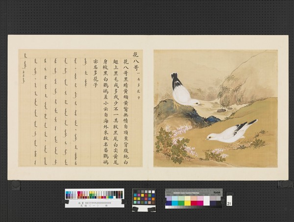 鳥譜（一） 冊番八哥- 故宮