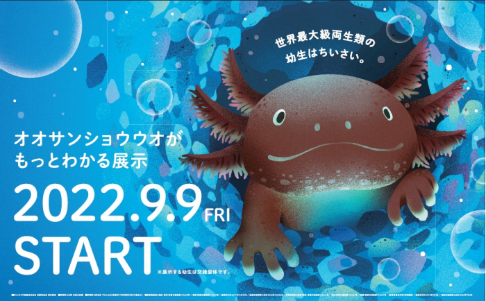 京都水族館】成長を見守り、未来へつなぐ 「鴨川の主、オオ