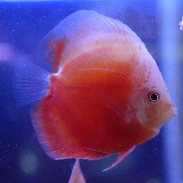 フラミンゴ レッド・ディスカス 6cm± (サンプル写真) - 熱帯魚