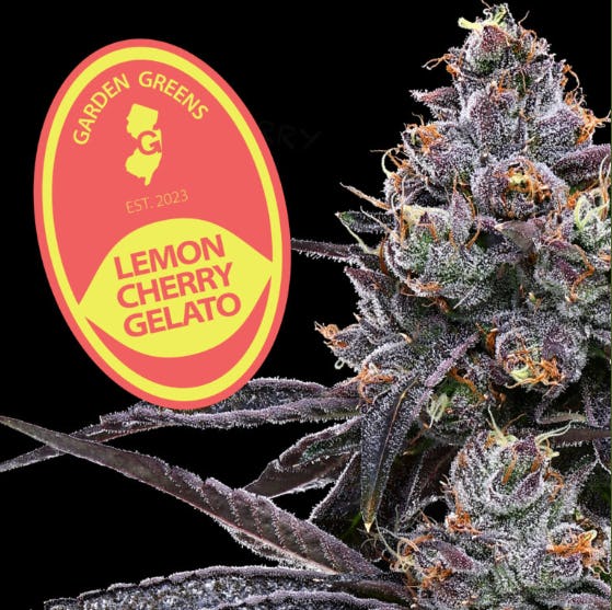 LEMON CHERRY GELATO | 14G | MIXED NUGS - 14g | Flower | GARDEN