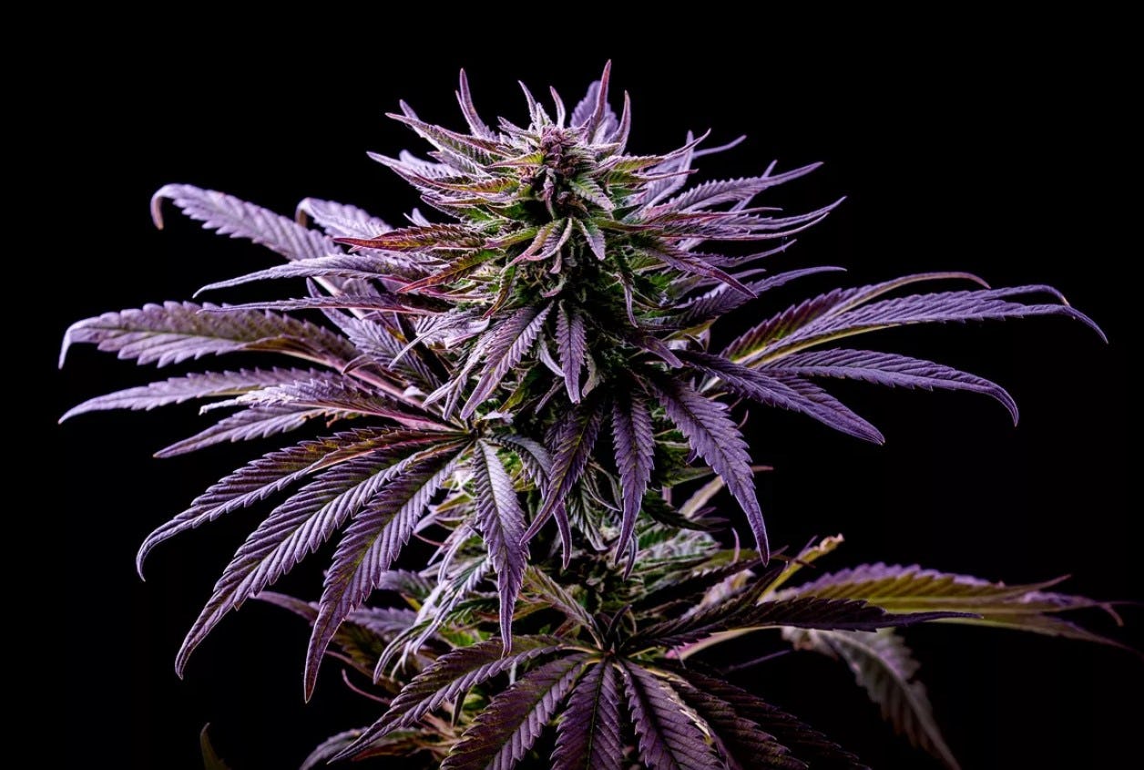 CHEDDAR CHEEZE | 3.5G - 3.5g | Flower | RYTHM | SilverLeaf (Rec