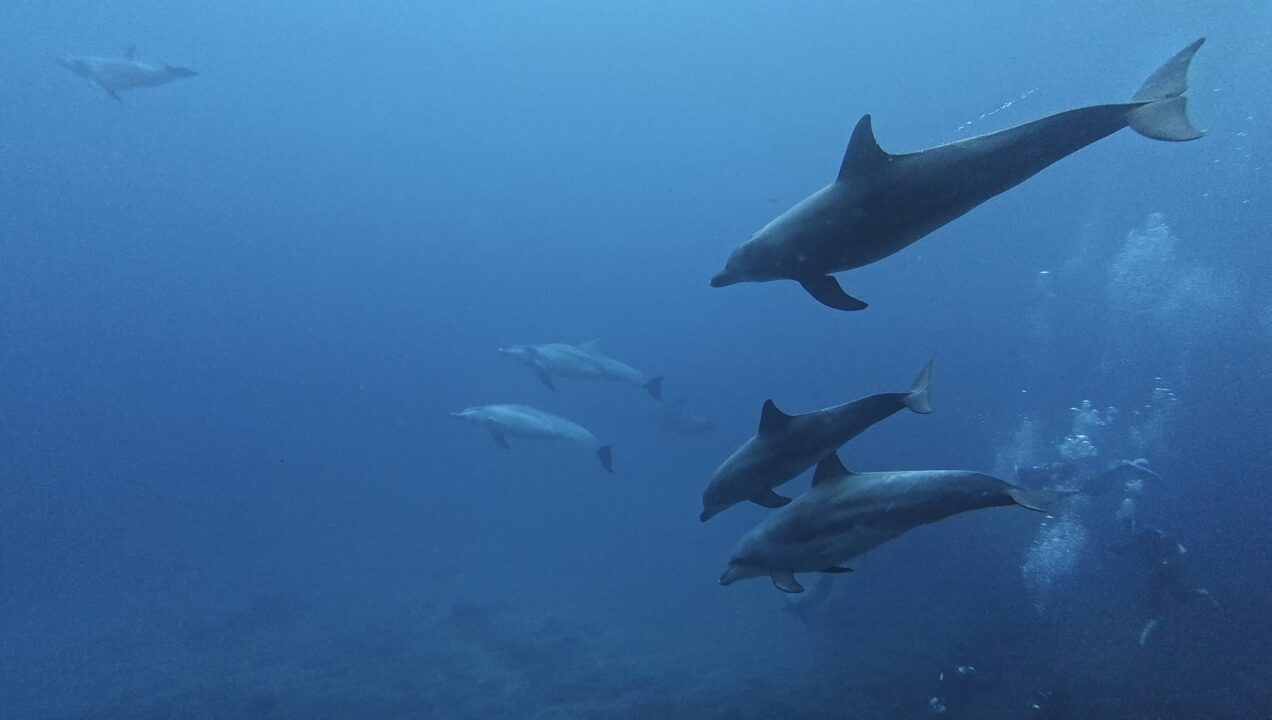 GWに遊びに来てくれたのはイルカ - 八丈島ダイビングならダイビング