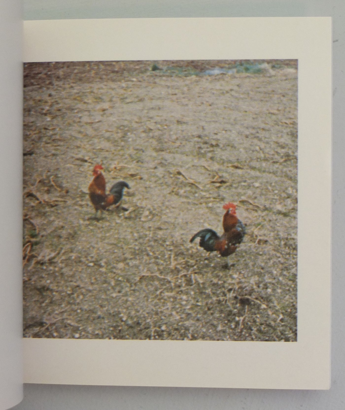 Donlon Books | Cock Fight Dance by Sol LeWitt