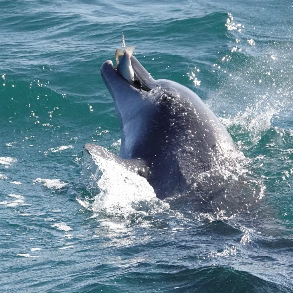 2024年 イルカへの思い │ イルカの聖地 | 天草イルカラボ