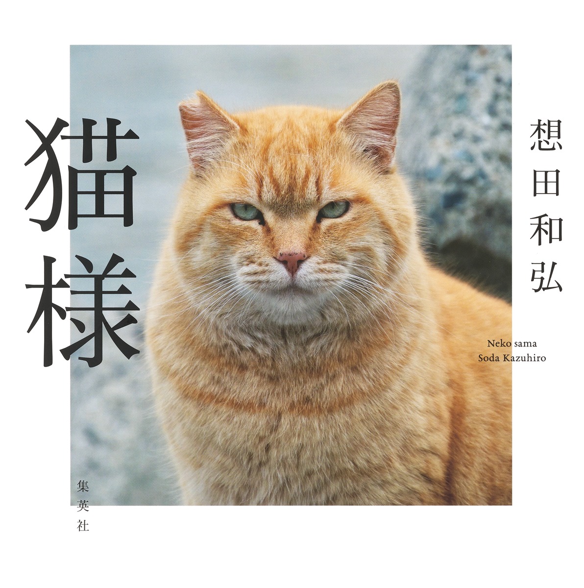猫様／想田 和弘 | 集英社 ― SHUEISHA ―