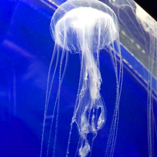 ふわふわ浮遊するクラゲたち【須磨海浜水族園】無脊椎動物水槽: 会いに