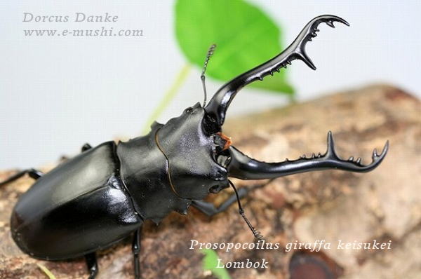 ロンボク産ギラファノコギリクワガタ｜ドルクスダンケ