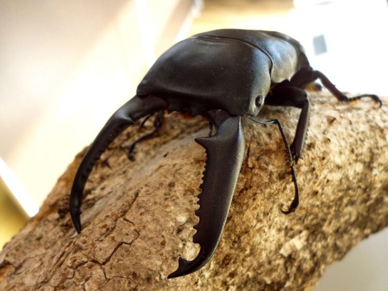 パラワンオオヒラタ103mm（W3）＜オス・103.5mm＞｜ドルクスキング静岡