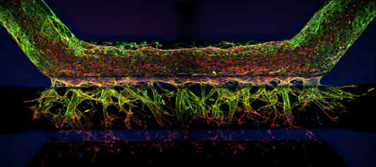 Solutions-Drug-Discovery-HUVRC