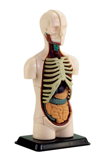人体模型シリーズ 人体上半身 12.7cm – 名城・伝統美 プラモデル