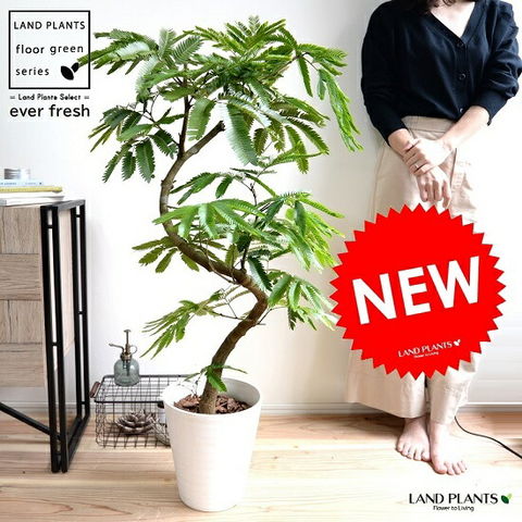 dショッピング |エバーフレッシュ（3Dカーブ曲がり） 白色 セラアート