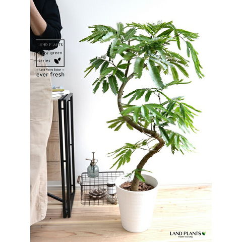 エバーフレッシュ S-shaped tree form8号140cm エバーフレッシュ