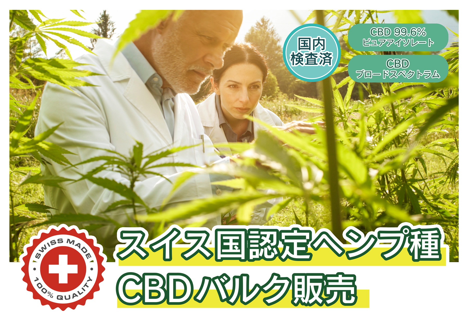 CBDバルク原料にディストレート（ブロードスペクトラム）が登場