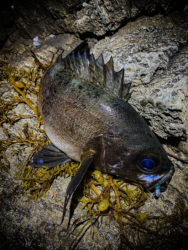 沖の海中を可視化するロッド。フロート特化モデル～ドリームコンスリー