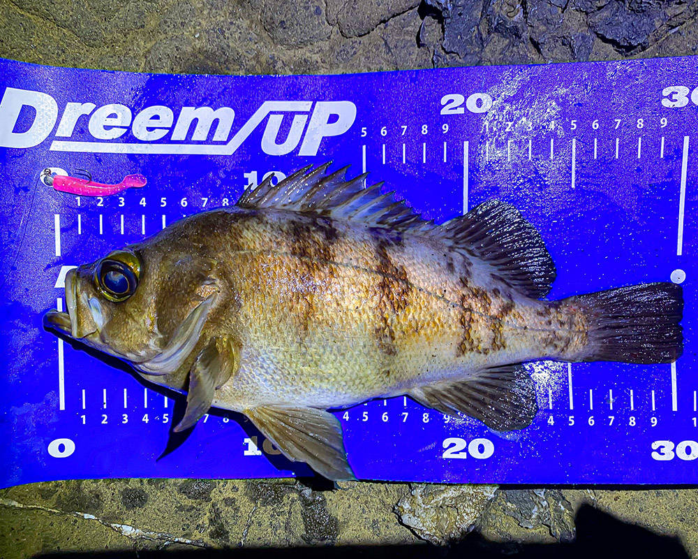 沖の海中を可視化するロッド。フロート特化モデル～ドリームコンスリー