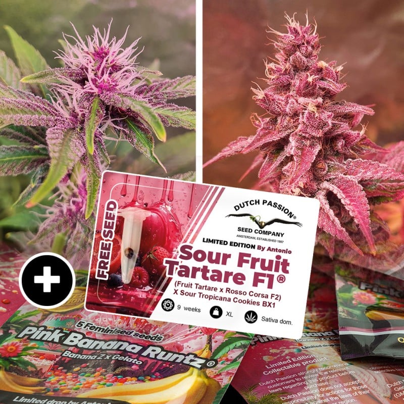 Buy Pink Banana Runtz Cannabis Seeds | Dutch Passion UK
