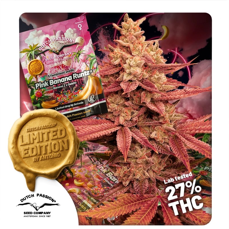 Buy Pink Banana Runtz Cannabis Seeds | Dutch Passion UK