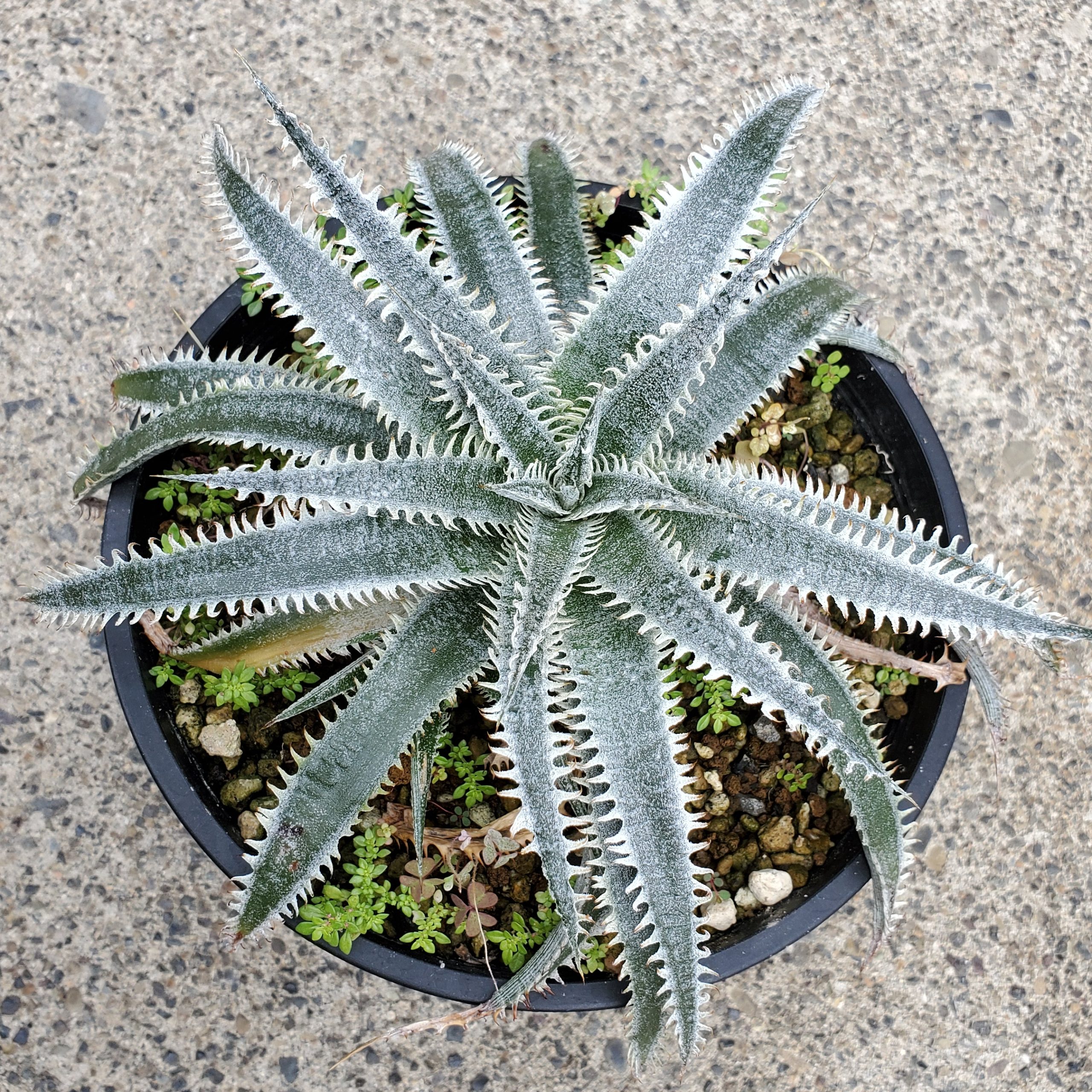 ディッキア：Dyckia 'Silver Diamond' x 'Brittle Star' F4 | Dyckia