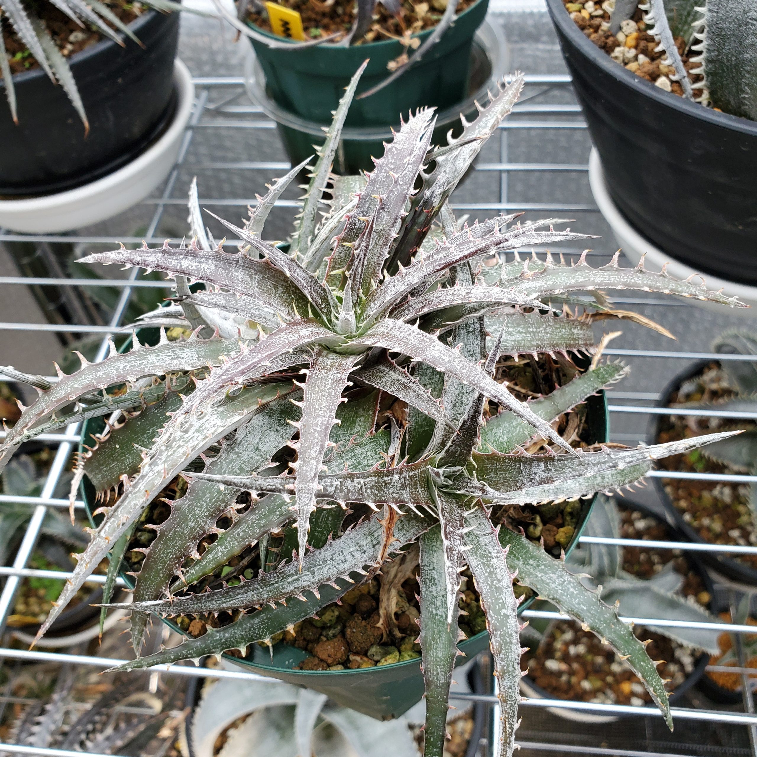 DBディッキア Dyckia Bill Baker hybrid #239 ⑷ DBディッキア Dyckia
