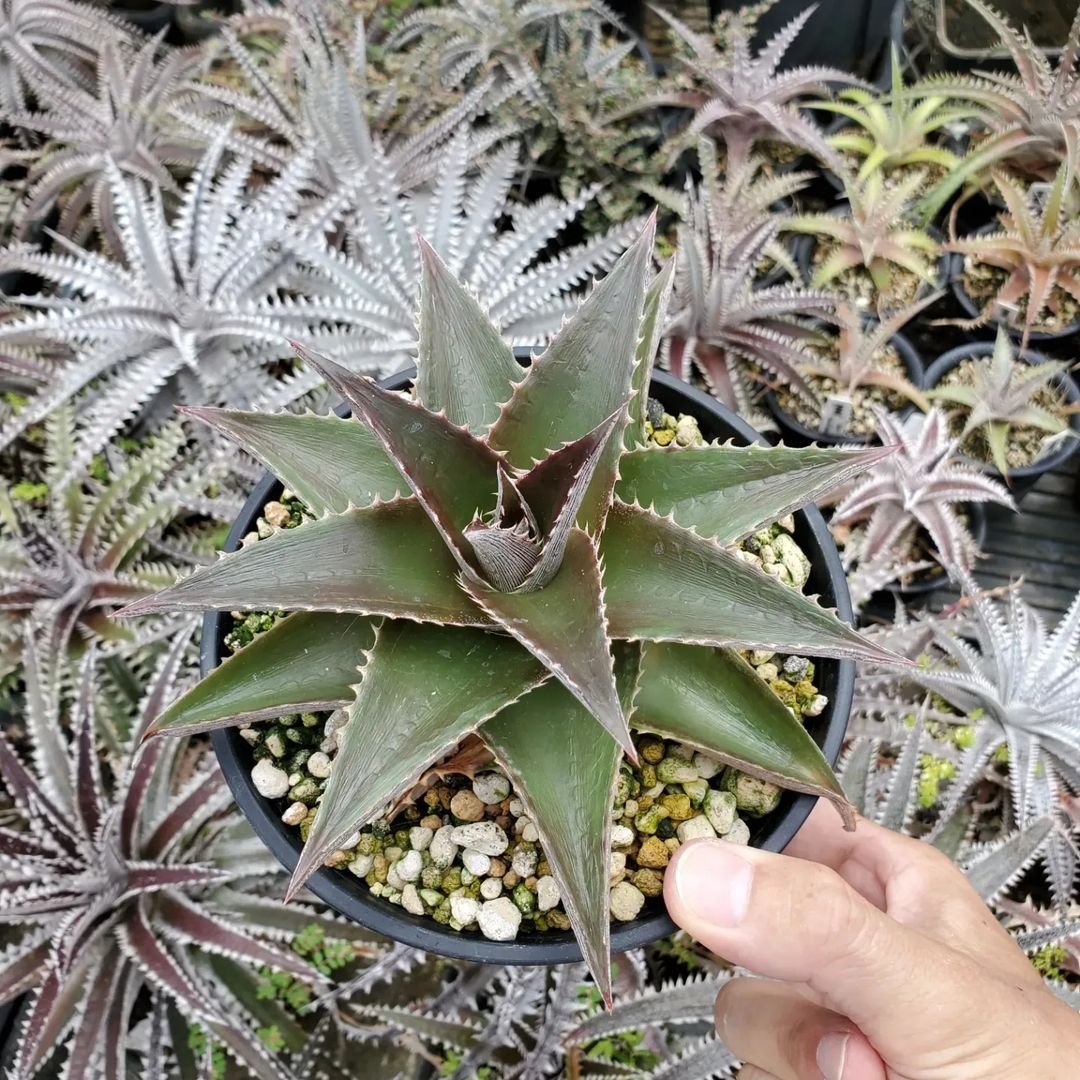 ディッキア：Dyckia 'Big Boy' F2 | Dyckia Maniax