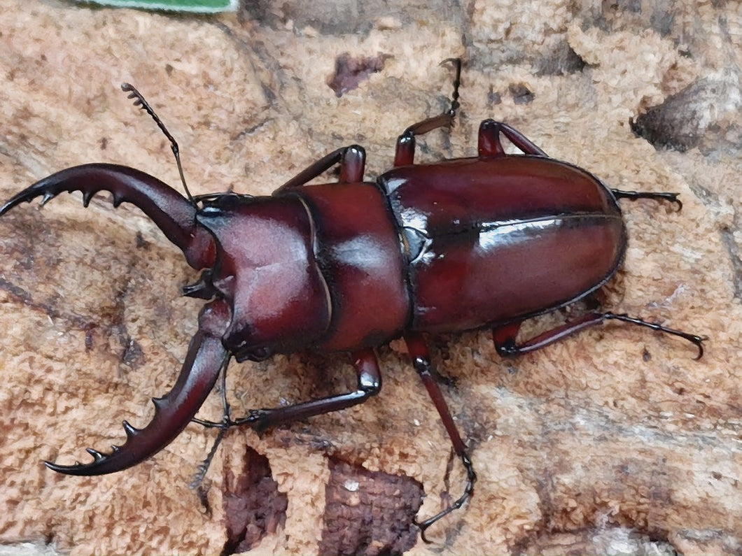 トクノシマノコギリクワガタ 徳之島 天城岳産 ペア＋♀トリオ（累代WF5