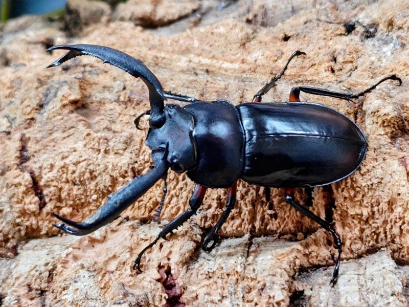 ディディエールシカクワガタ – クワガタムシ・カブトムシ昆虫専門店COLORS