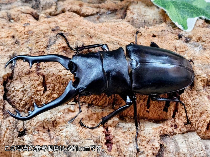 ギラファノコギリクワガタ(亜種ボロブドゥール) – タグ