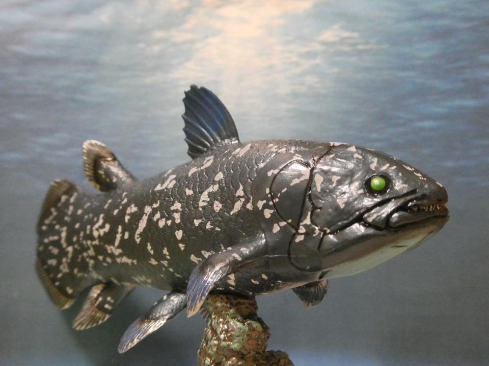 Coelacanth Soft Model – Favorite official website