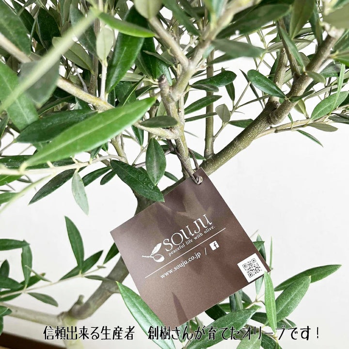 現品 オリーブ7号 ピクアル No.2 – カワナミプランテーション