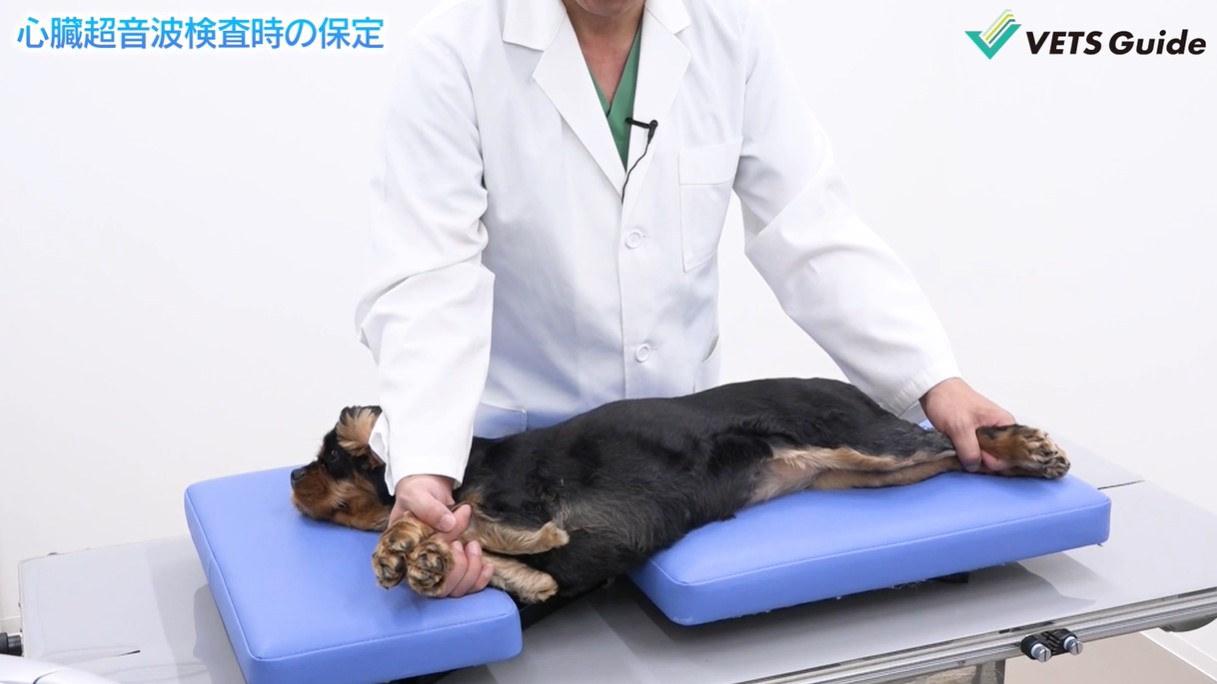 保定の基礎～part4～超音波検査時（胸部）の保定法｜VETS CHANNEL