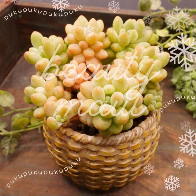 エリキュラミス】の紹介ページ｜E-TANIKU（イータニク）