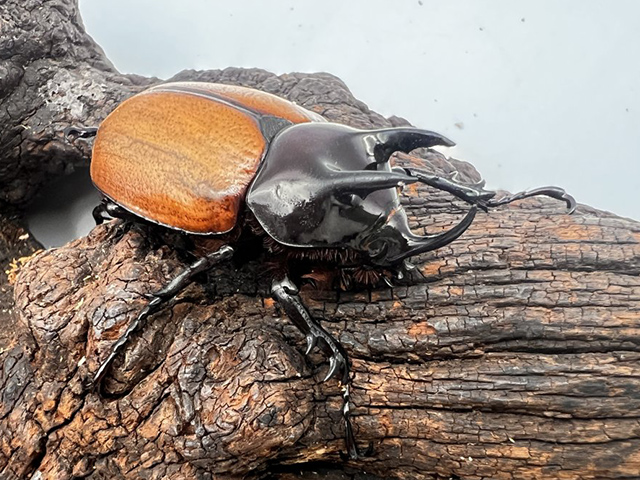 カブト・クワガタの森 2025｜BOSS E・ZO FUKUOKA（ボス イーゾ