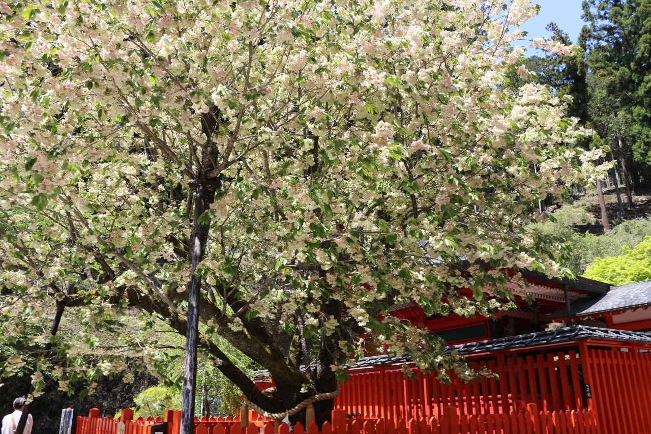 令和7年5月3日 御神木の金櫻 鬱金桜と八重桜の様子 :: 御岳山 金櫻神社