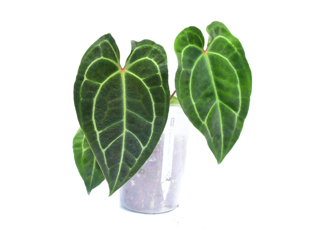 Anthurium Amazon King Stripes 'Inverse crossing' — Ecuagenera