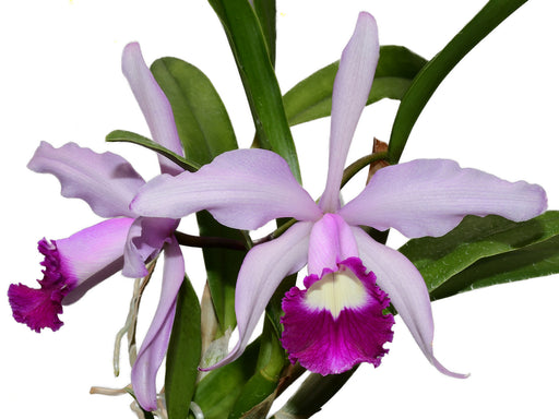 Cattleya_Elegans__1898_512x384