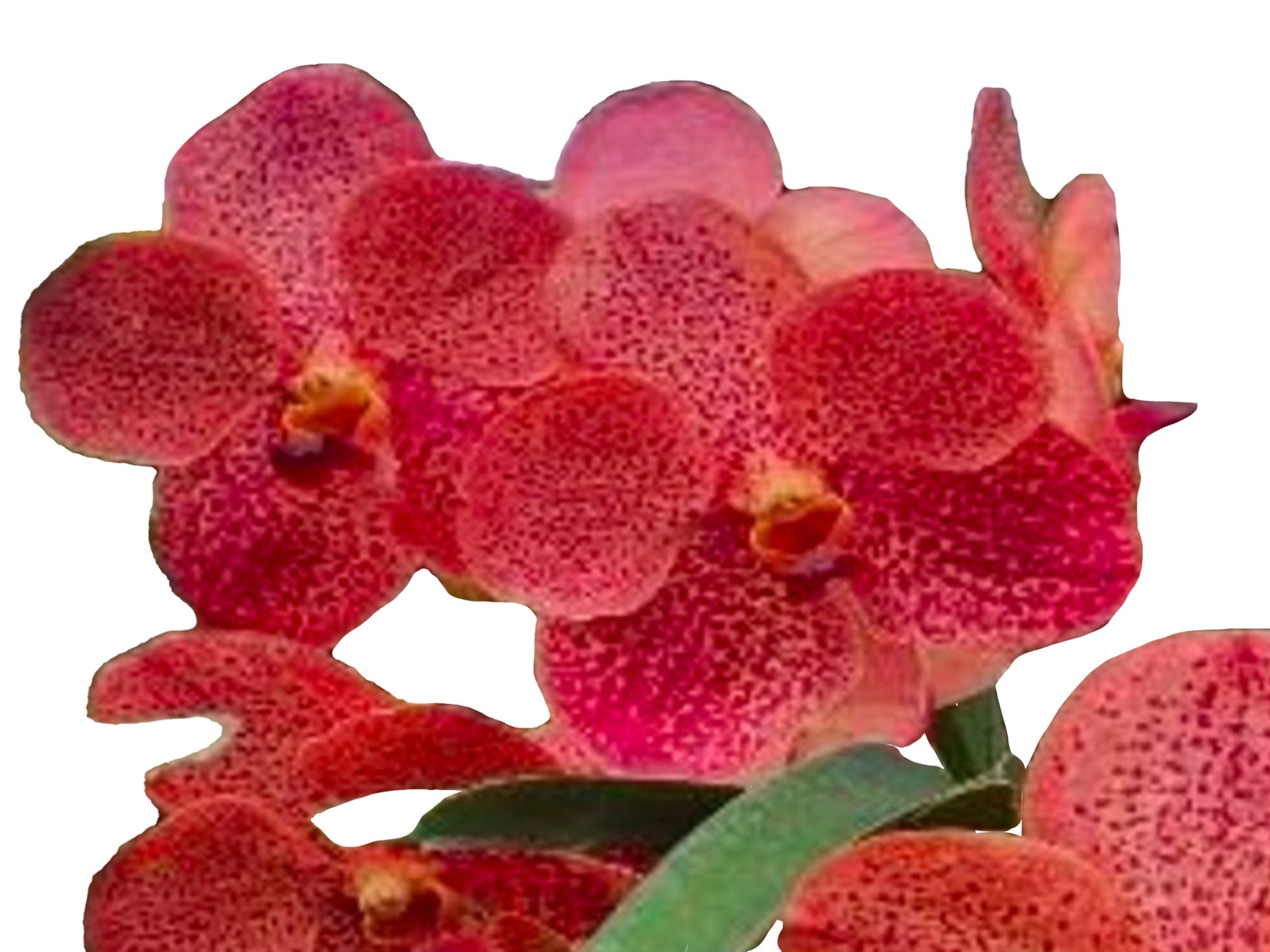 Vanda Kulwadee Fragrance x Dr. Anek (Orange) - Fragrant Orange